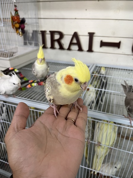 手に乗るインコ