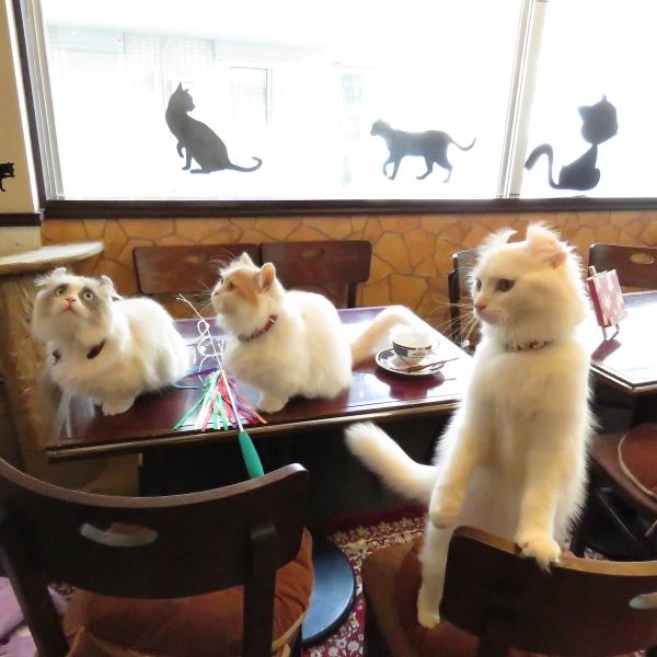 猫カフェ 楽天の猫たち