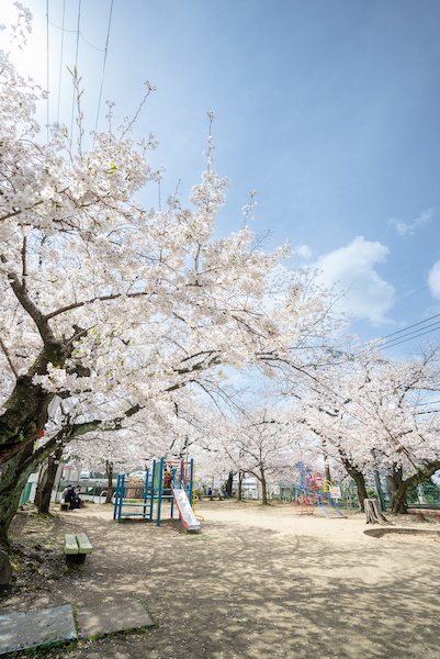 額田山荘会館児童遊園の桜