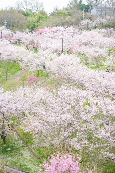 竜田古道の里山公園の桜の様子