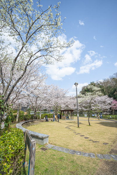 原川親水公園の桜の様子