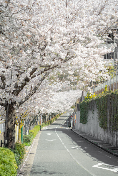 東大阪市立石切東小学校前の桜