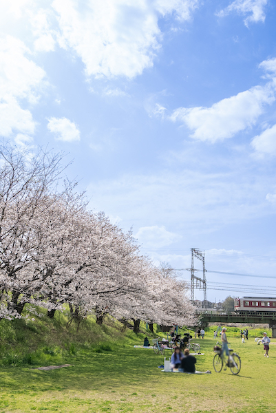 大和川親水公園の桜の様子