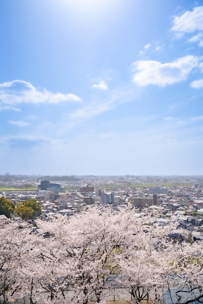 観音谷展望台公園の桜の様子
