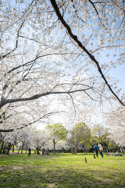 久宝寺緑地の桜の様子