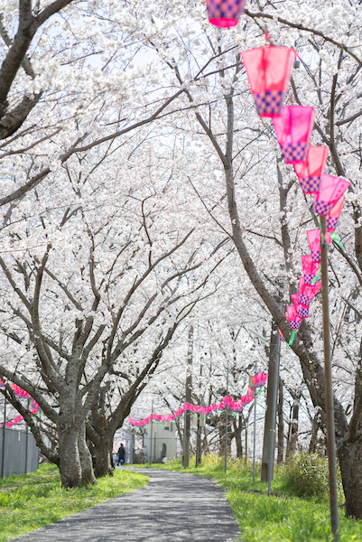 日下新池の桜