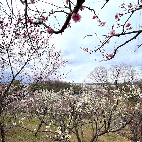 園内は梅が咲き誇ります