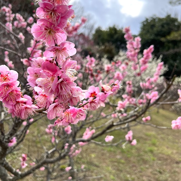 梅のアップ